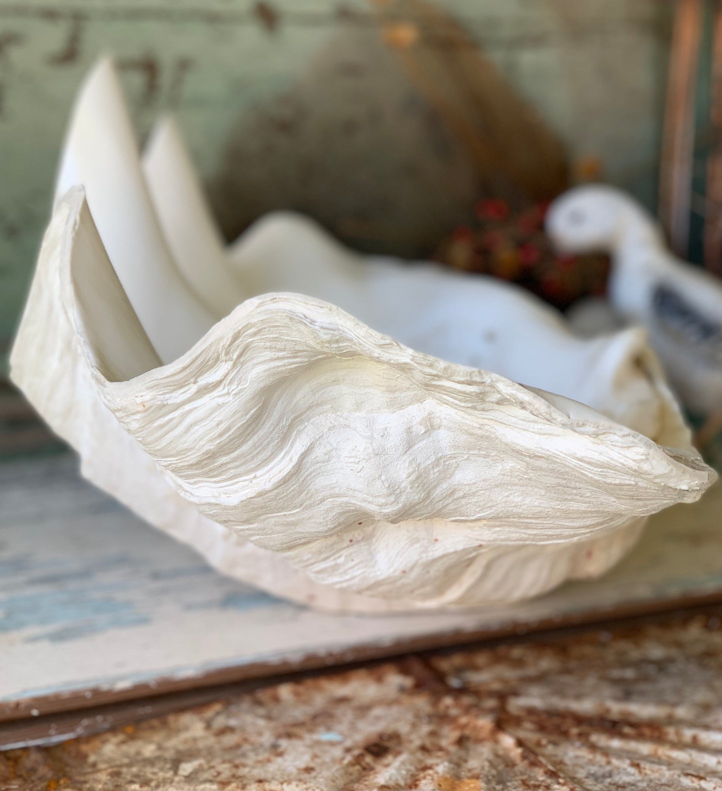 Large real clam shell