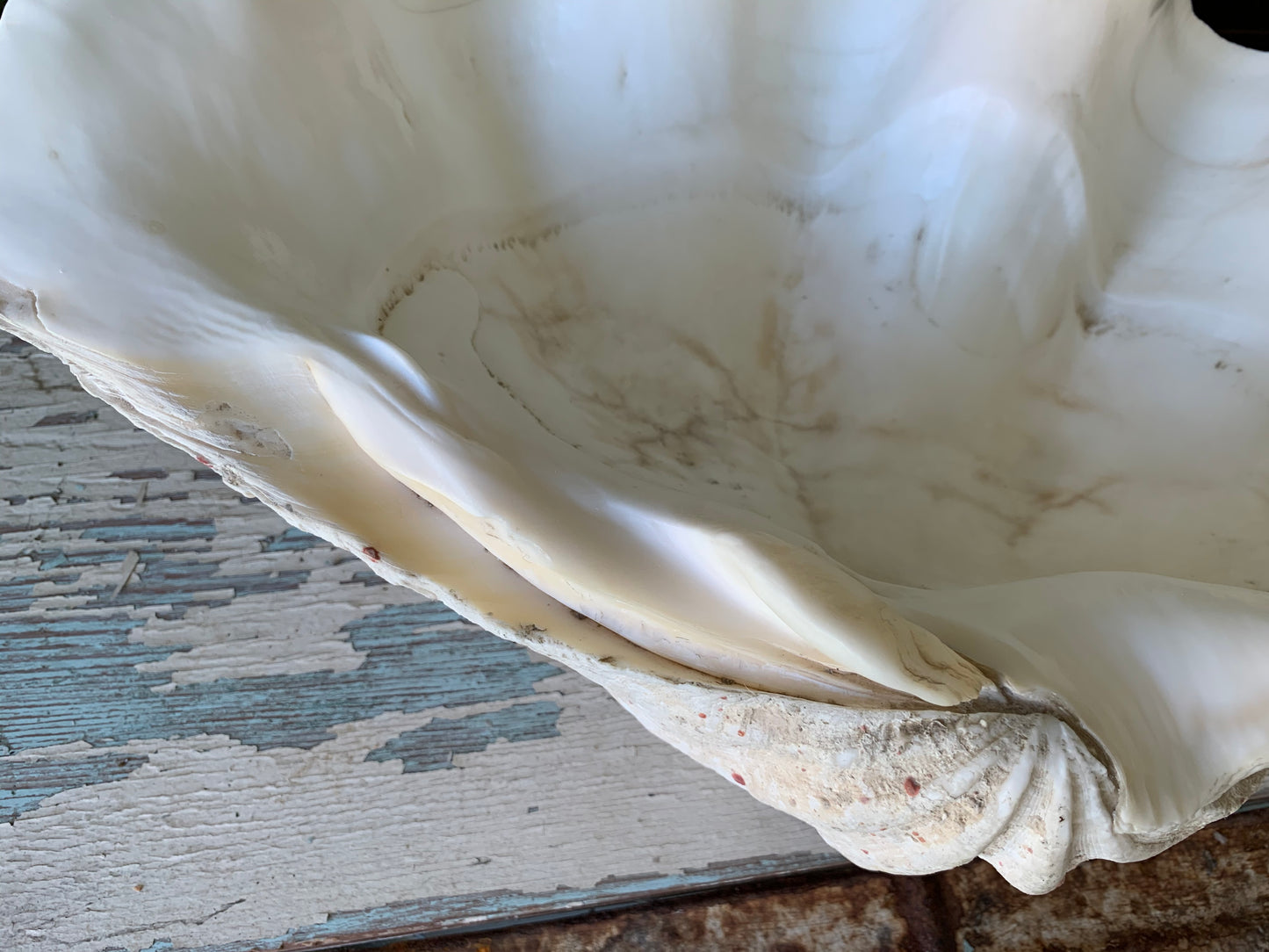 Large real clam shell
