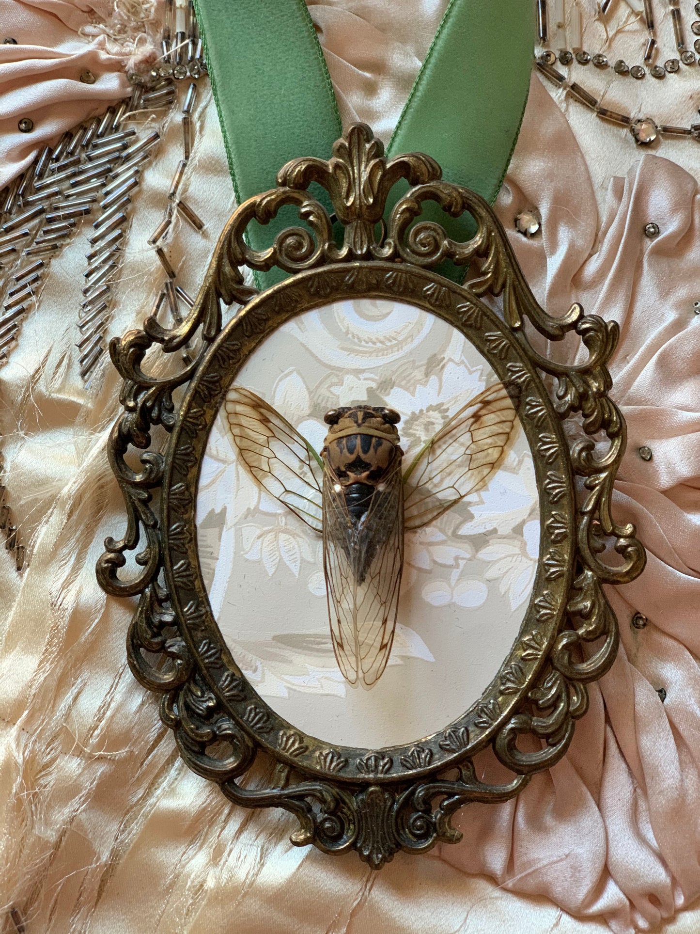 Framed real cicada specimen