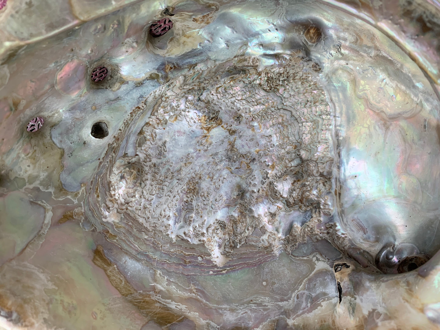 Real abalone shell large seashell specimen dish