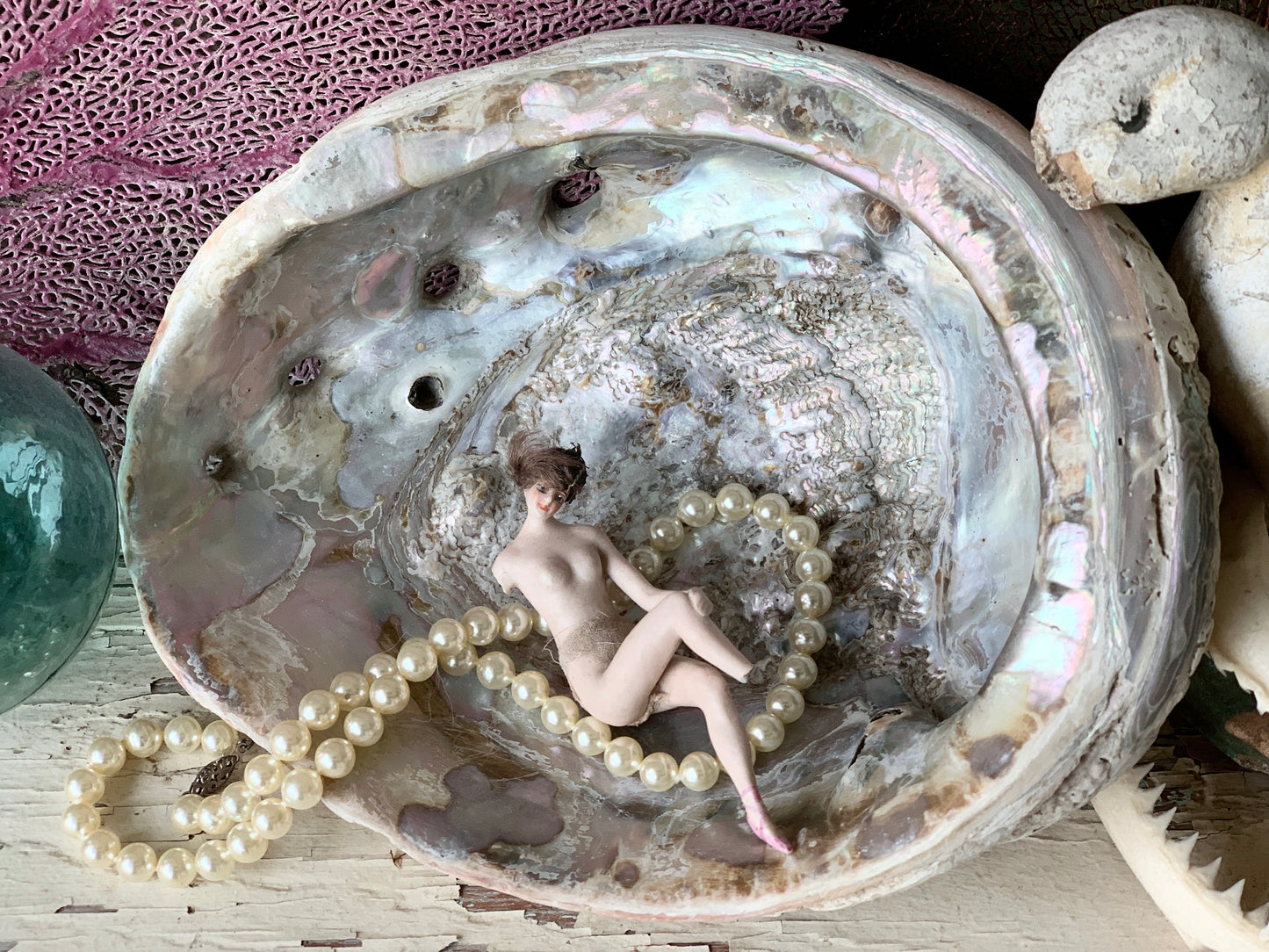 Real abalone shell large seashell specimen dish