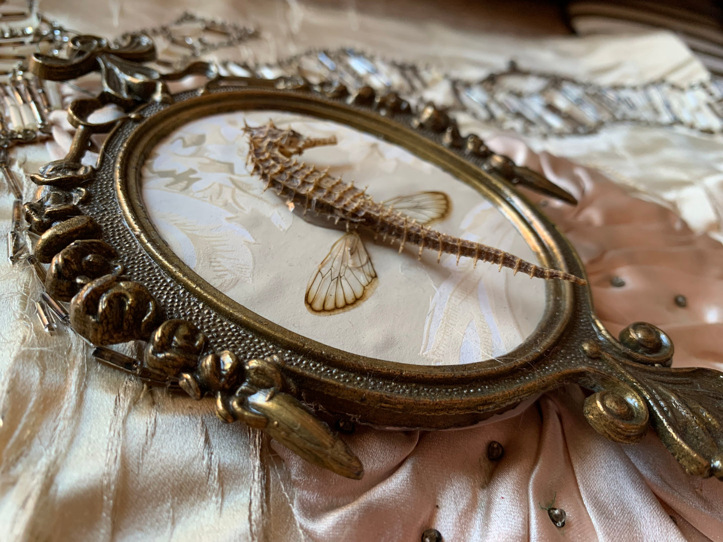 Assembled frame seahorse specimen