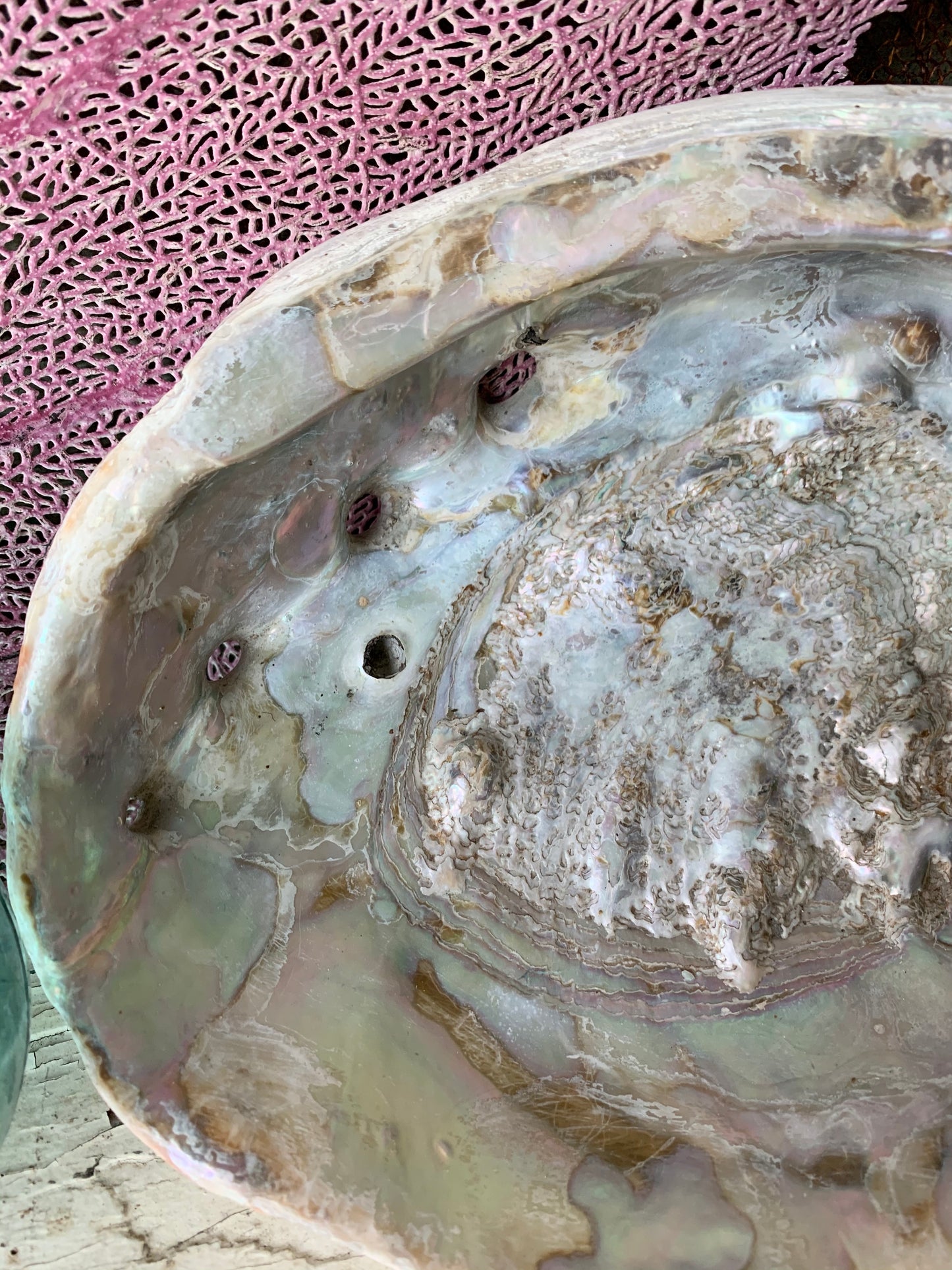 Real abalone shell large seashell specimen dish