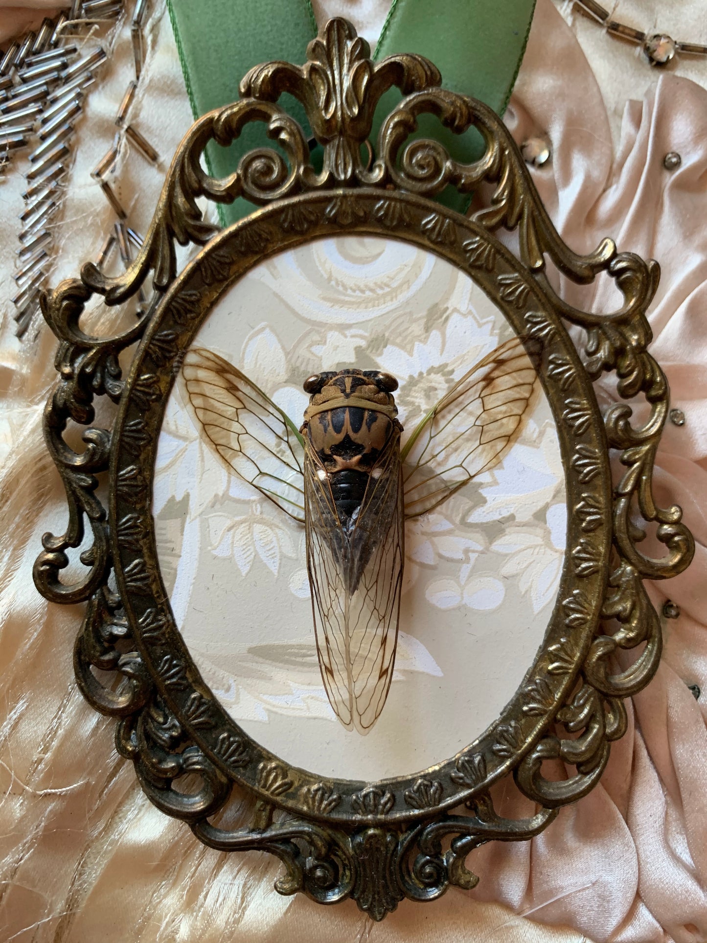 Framed real cicada specimen