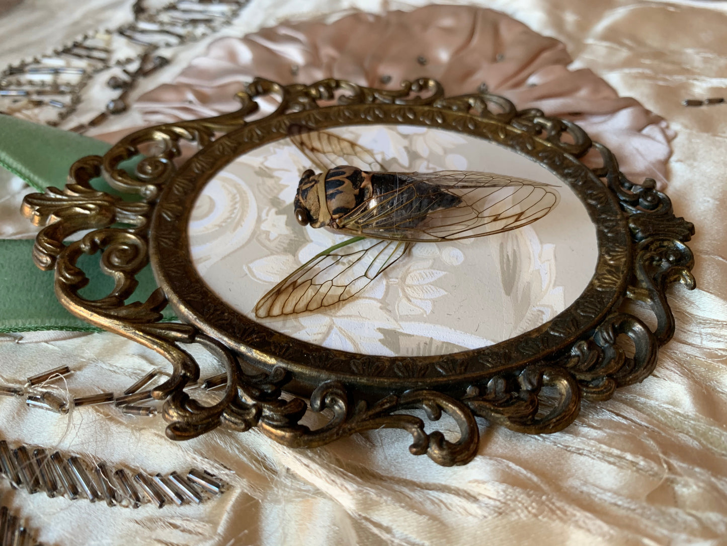 Framed real cicada specimen