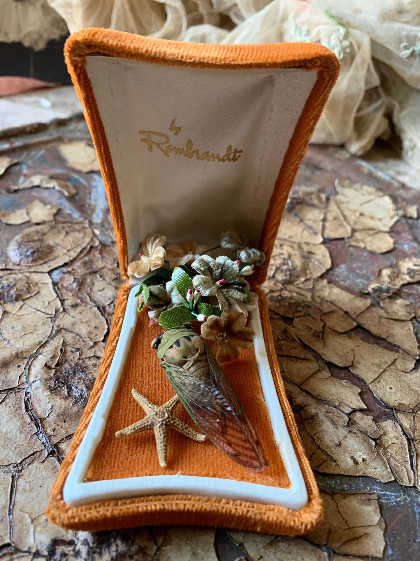 Cicada nature specimen display