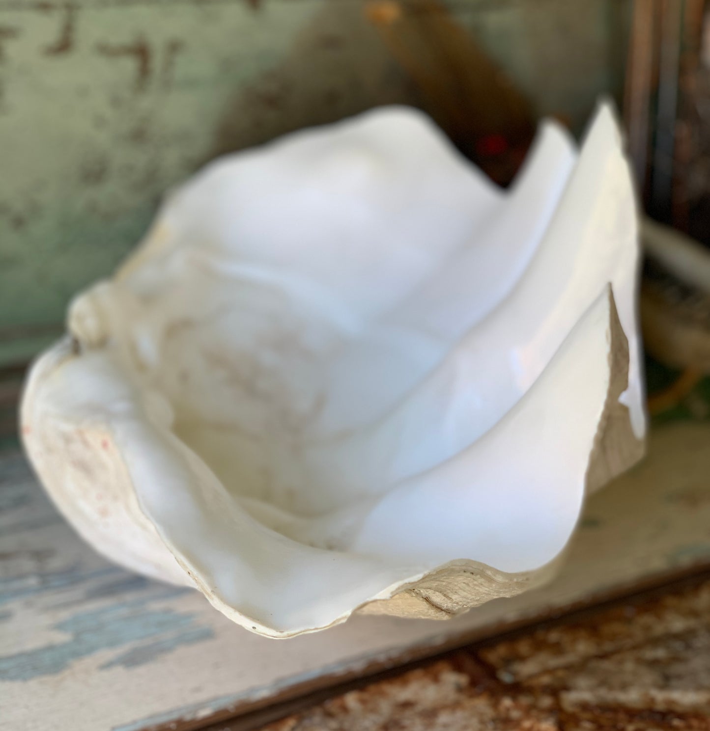 Large real clam shell