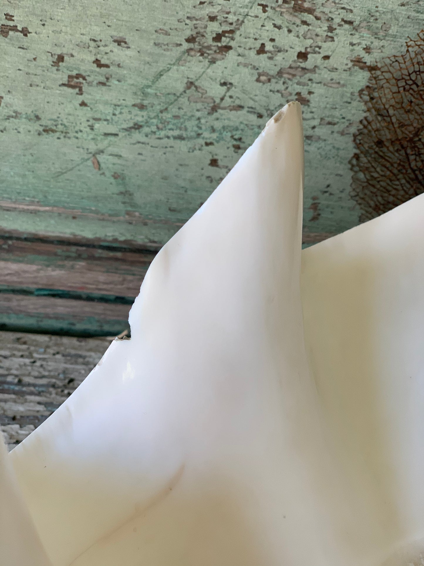 Large real clam shell