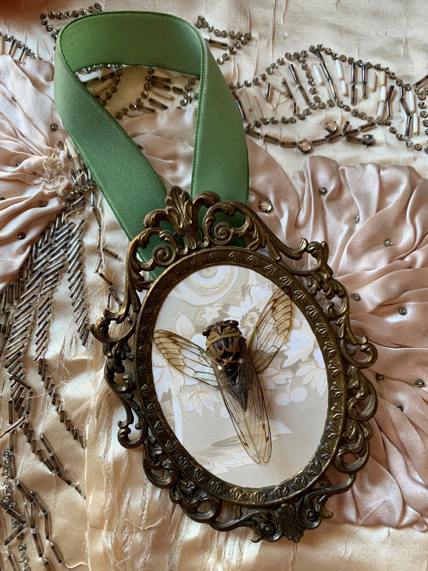 Framed real cicada specimen