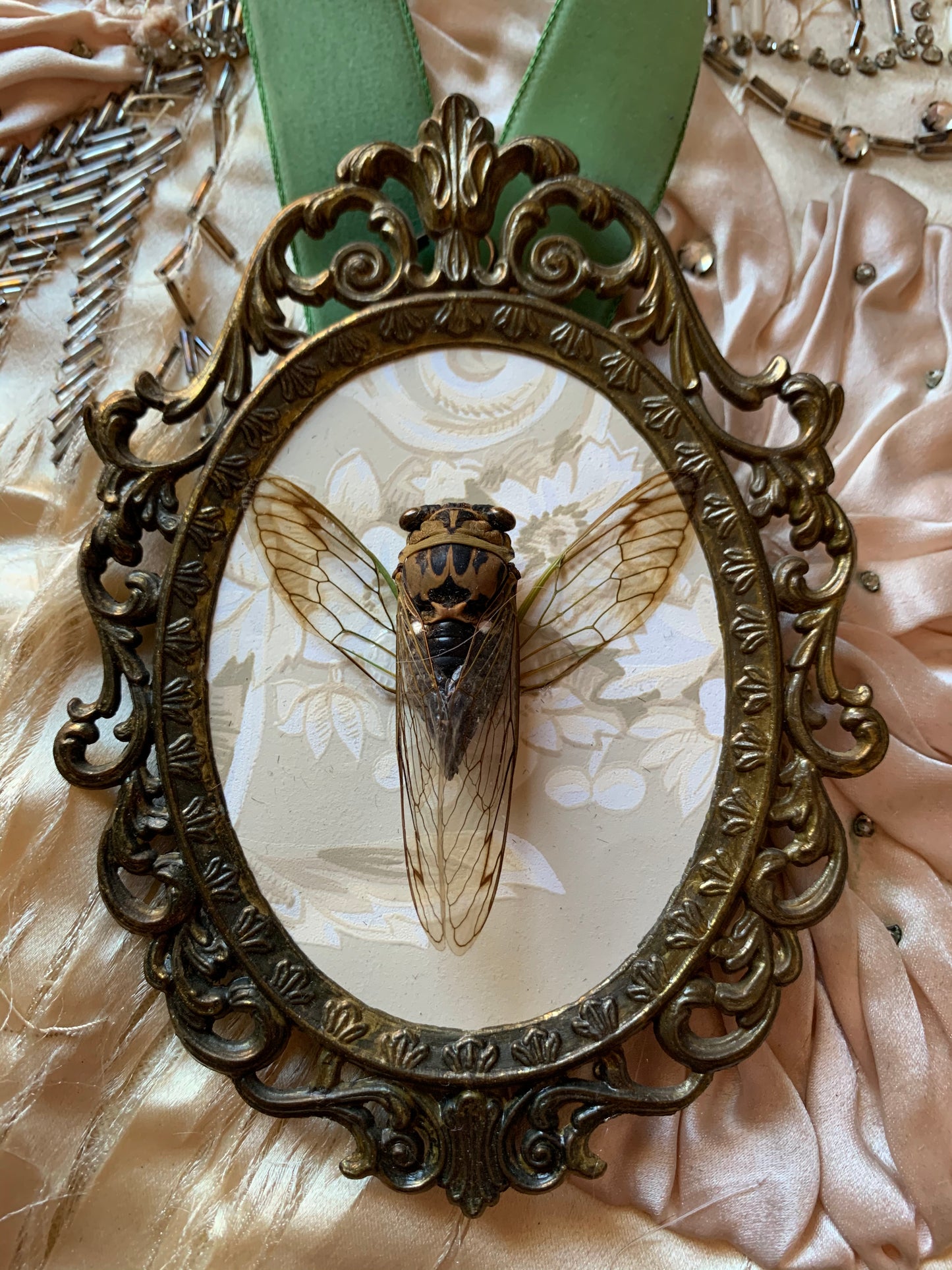 Framed real cicada specimen