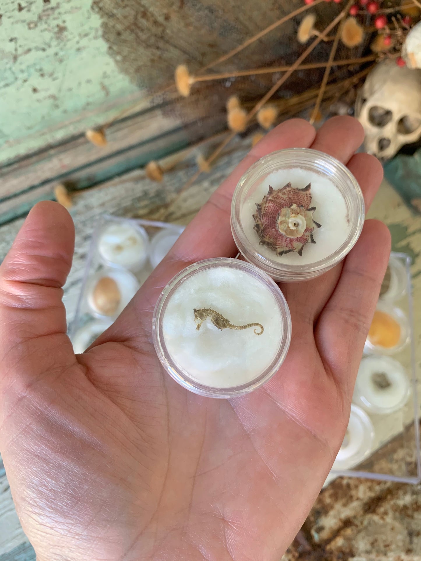 Vintage mini seashell collection