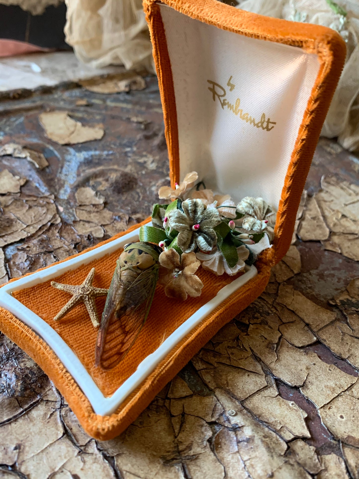 Cicada nature specimen display