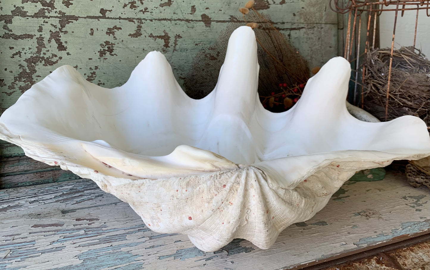 Large real clam shell