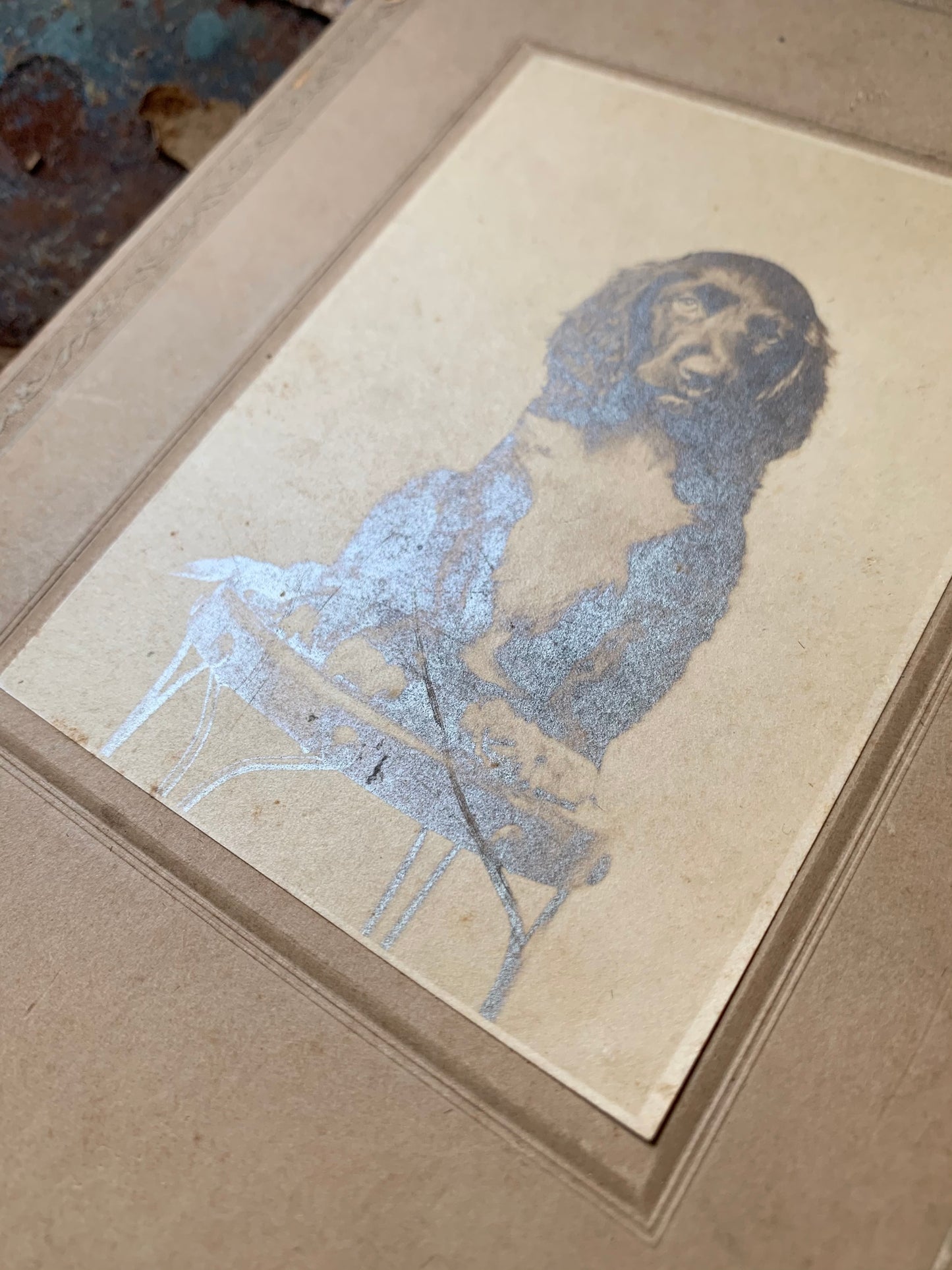 Antique dog cabinet card photo