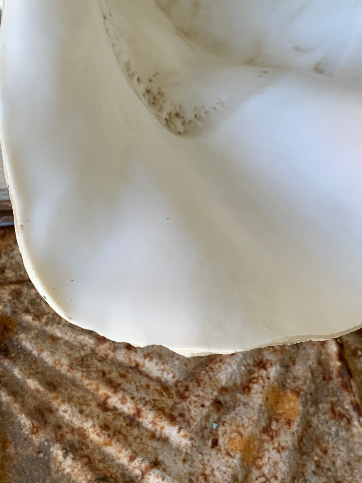 Large real clam shell