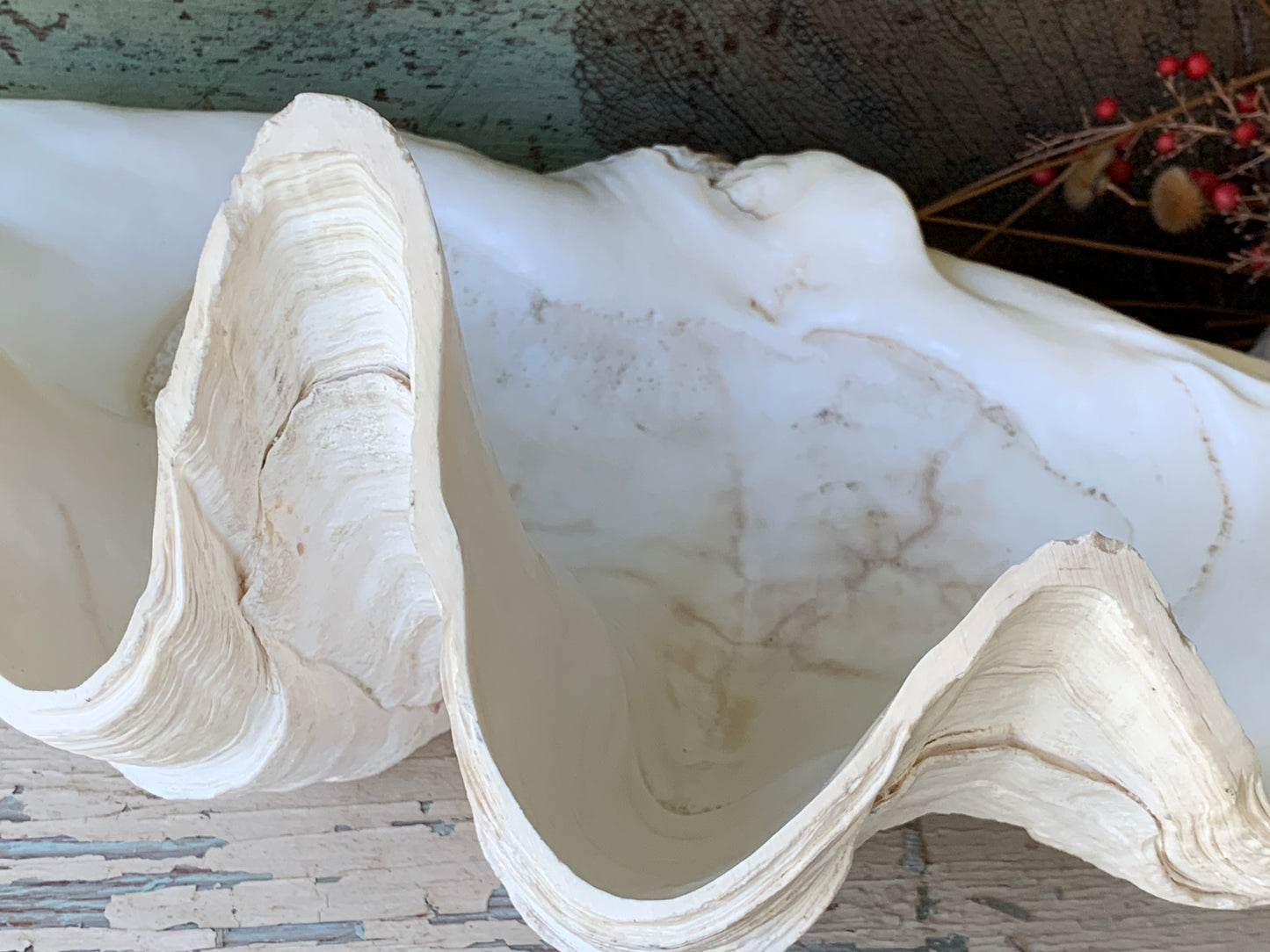 Large real clam shell