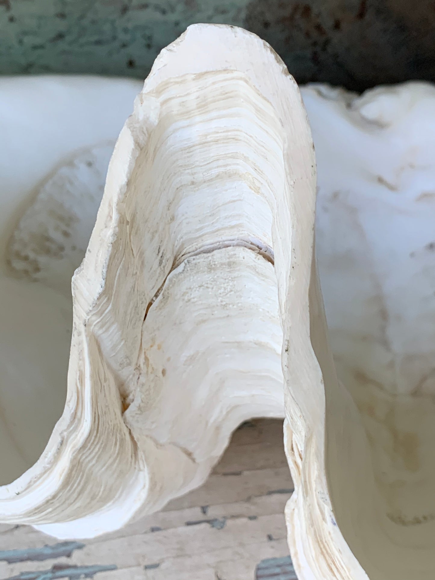 Large real clam shell