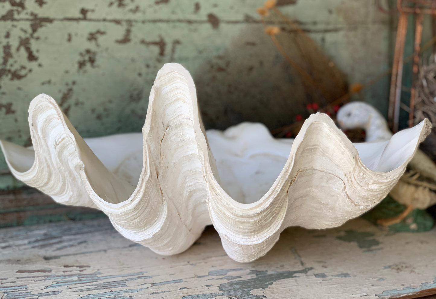 Large real clam shell