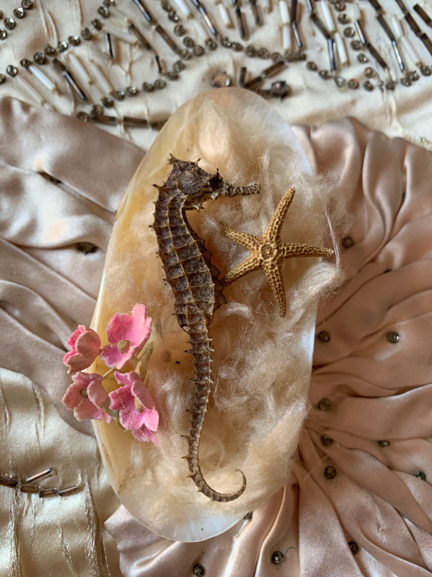 Assembled mini seahorse display