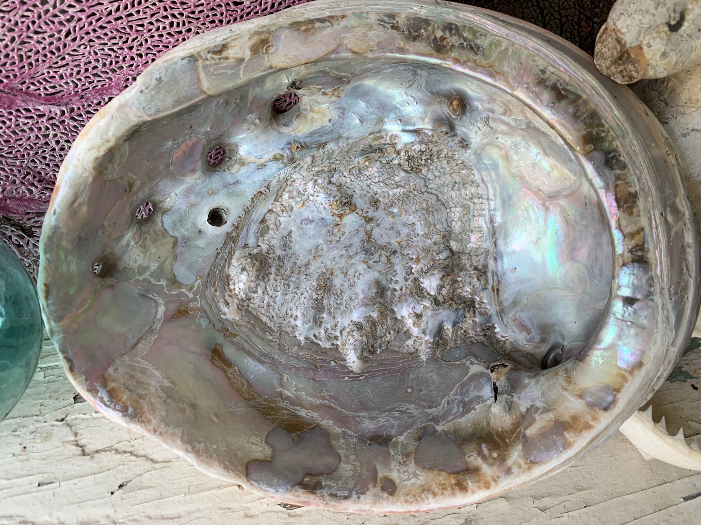 Real abalone shell large seashell specimen dish