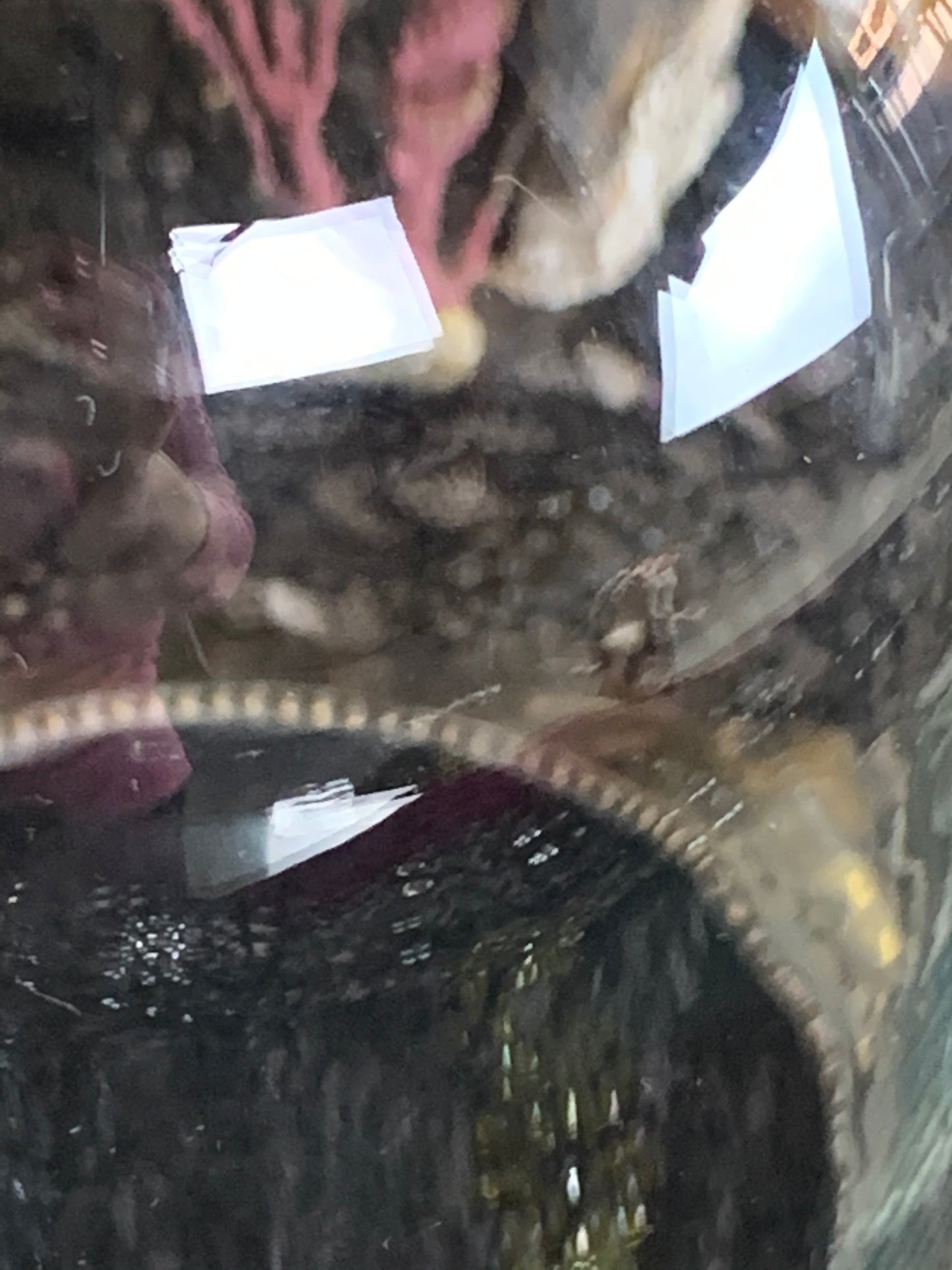 Vintage glass display dome