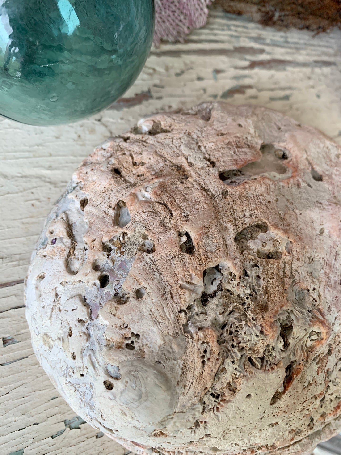Real abalone shell large seashell specimen dish