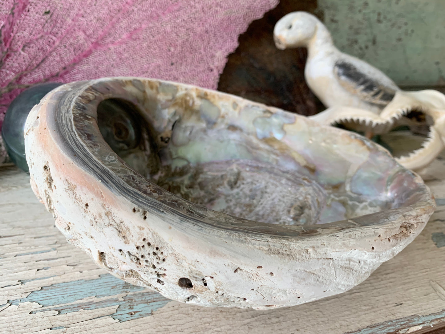 Real abalone shell large seashell specimen dish
