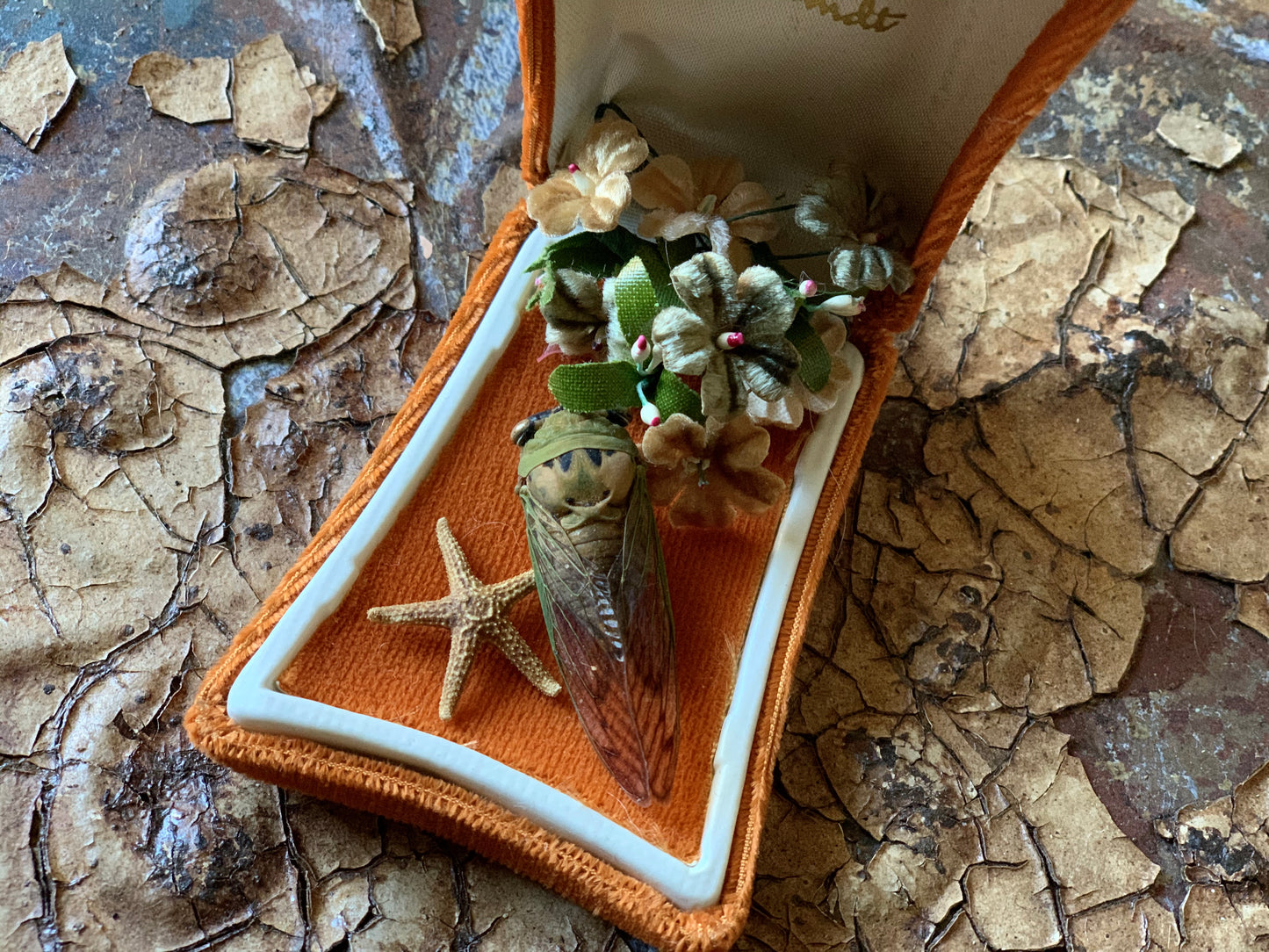Cicada nature specimen display