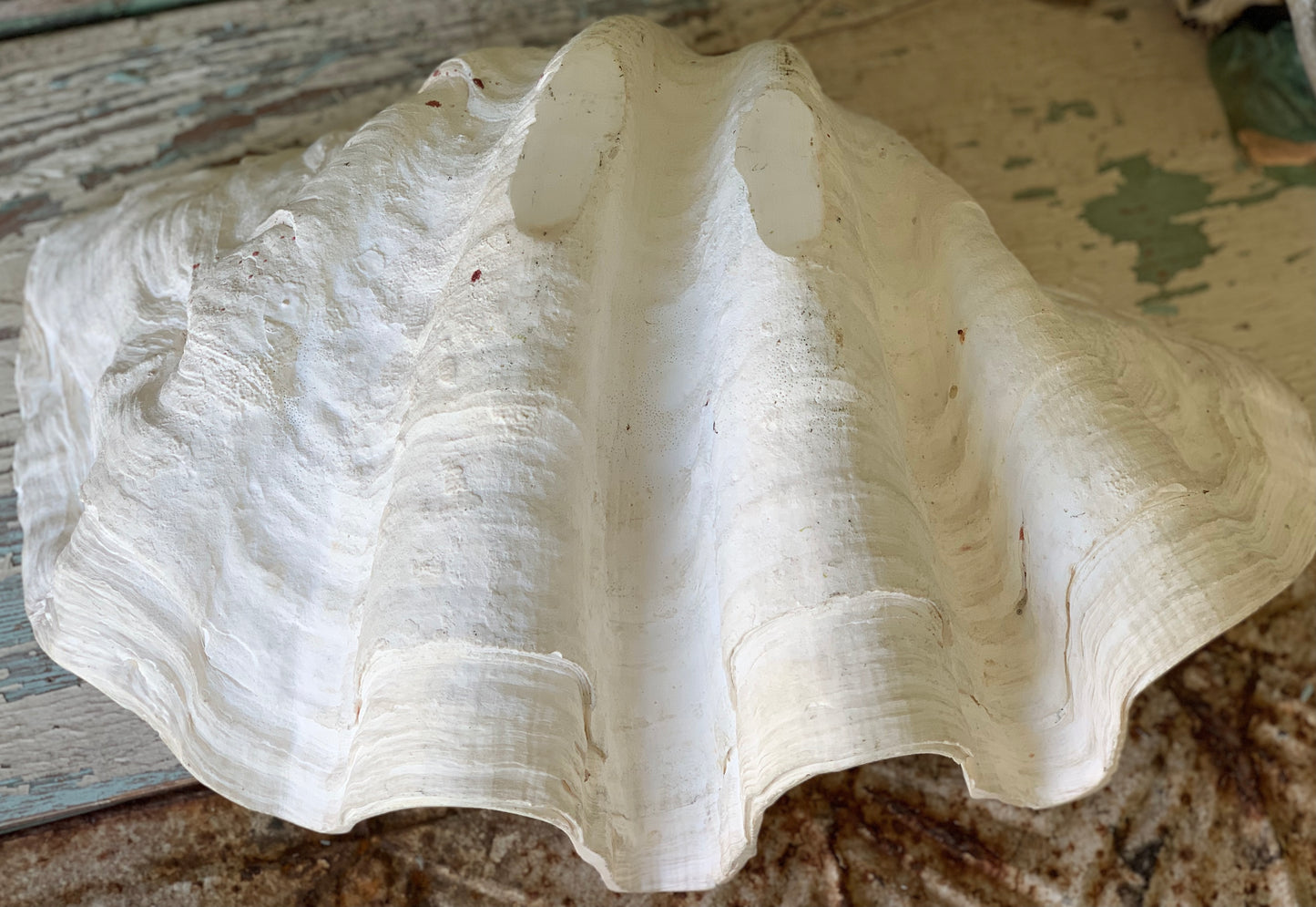 Large real clam shell