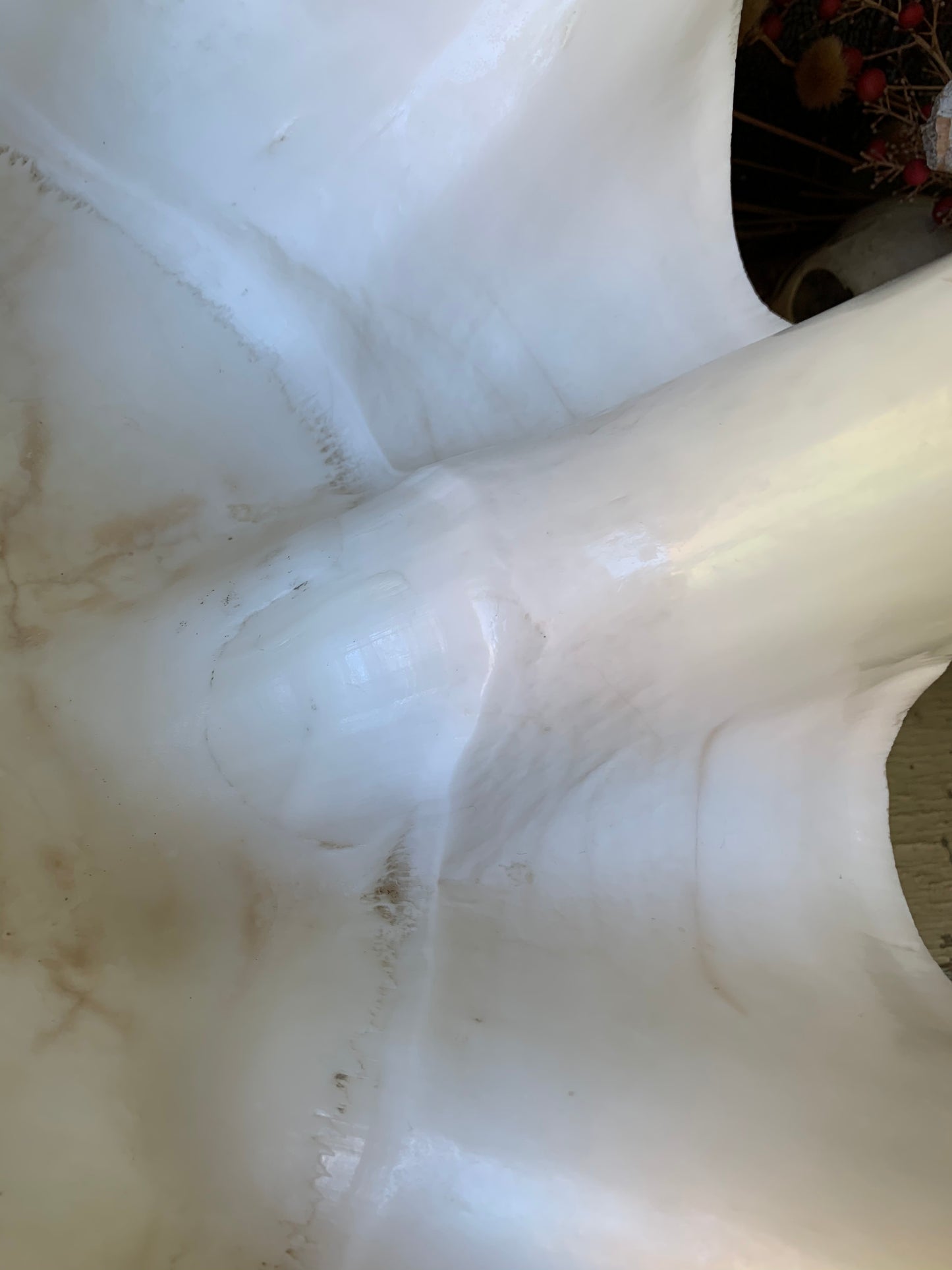 Large real clam shell