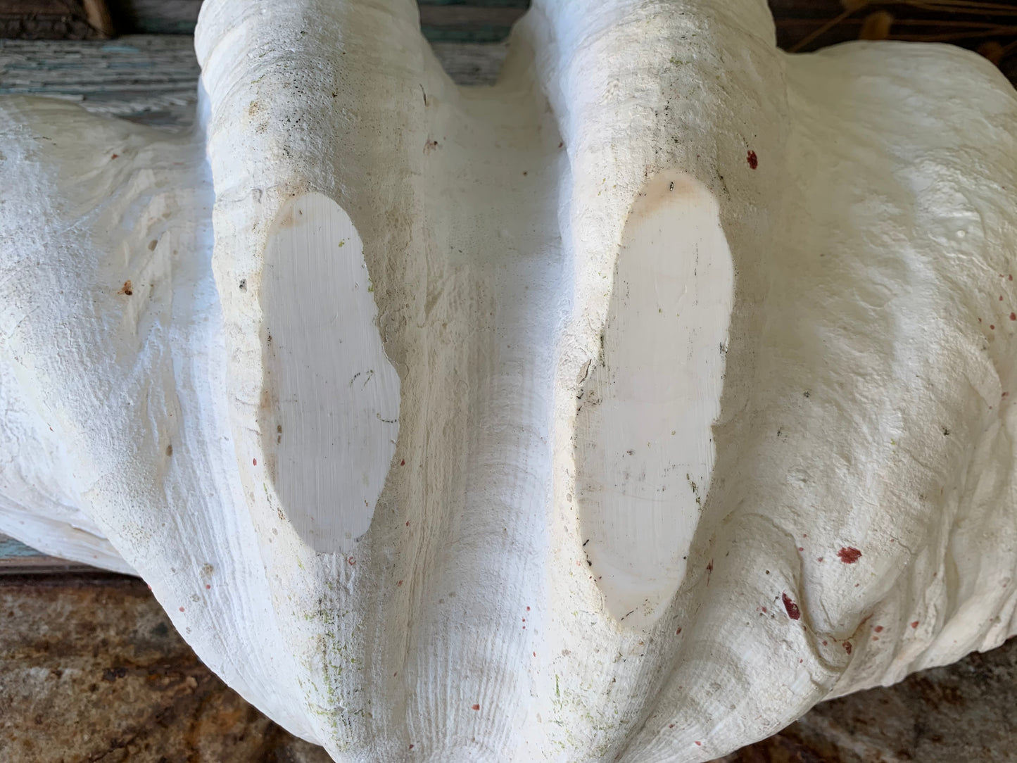 Large real clam shell