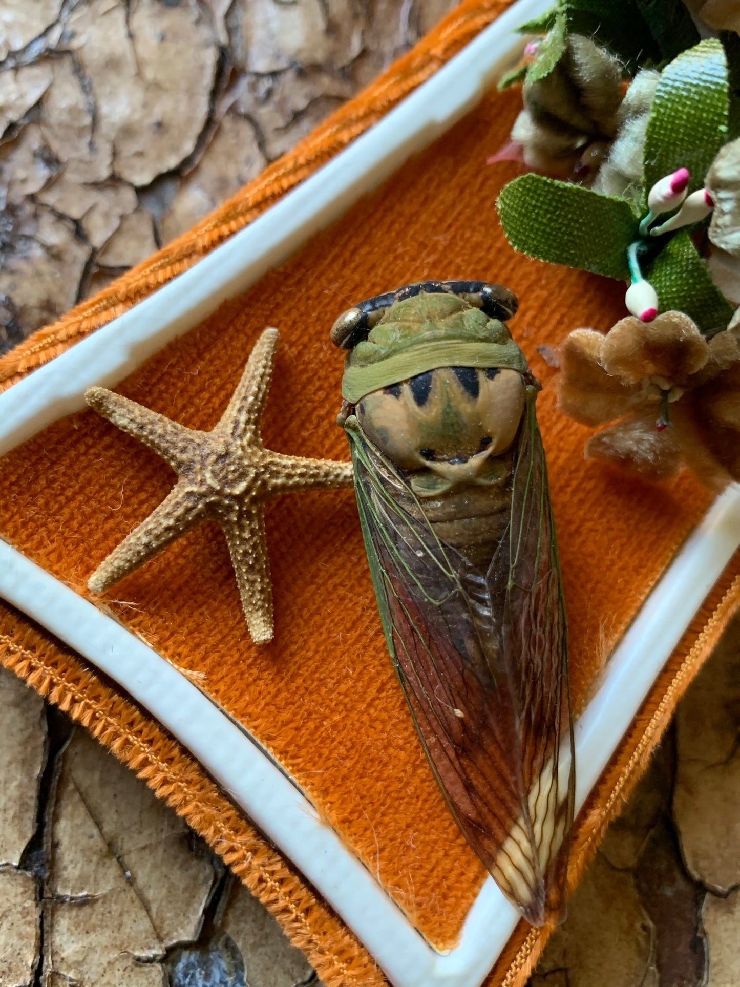 Cicada nature specimen display