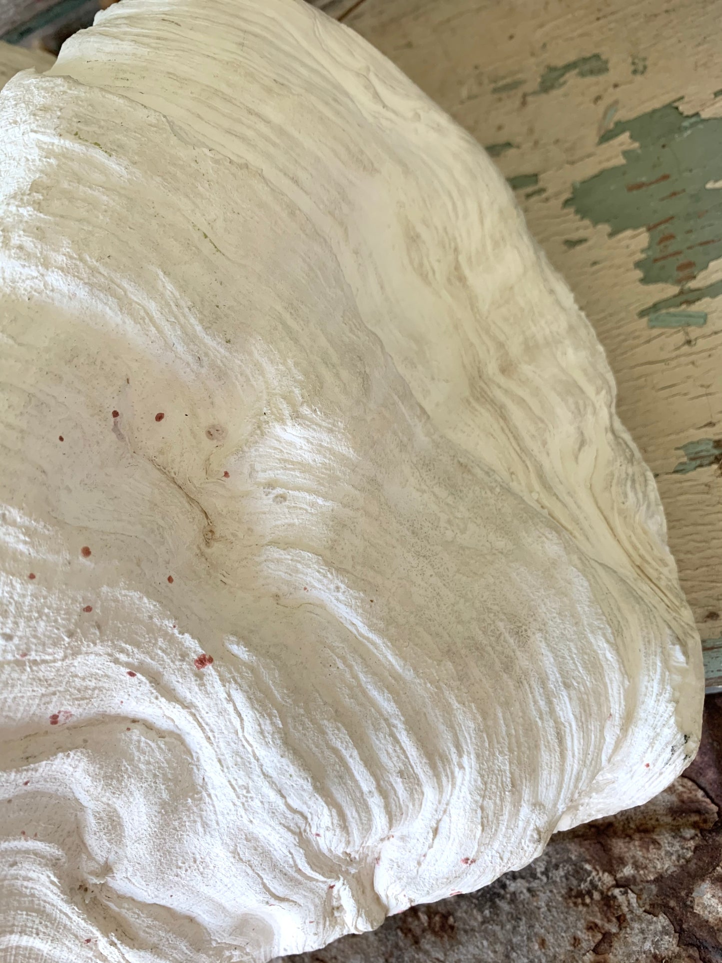 Large real clam shell