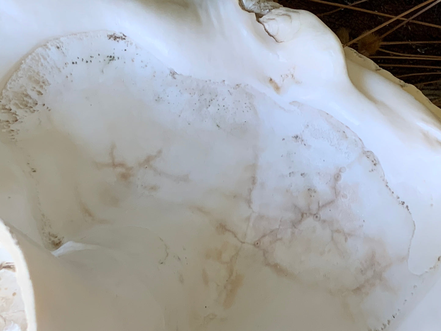 Large real clam shell