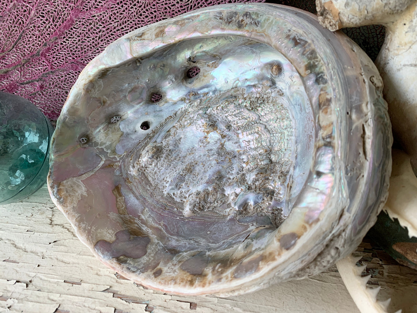 Real abalone shell large seashell specimen dish