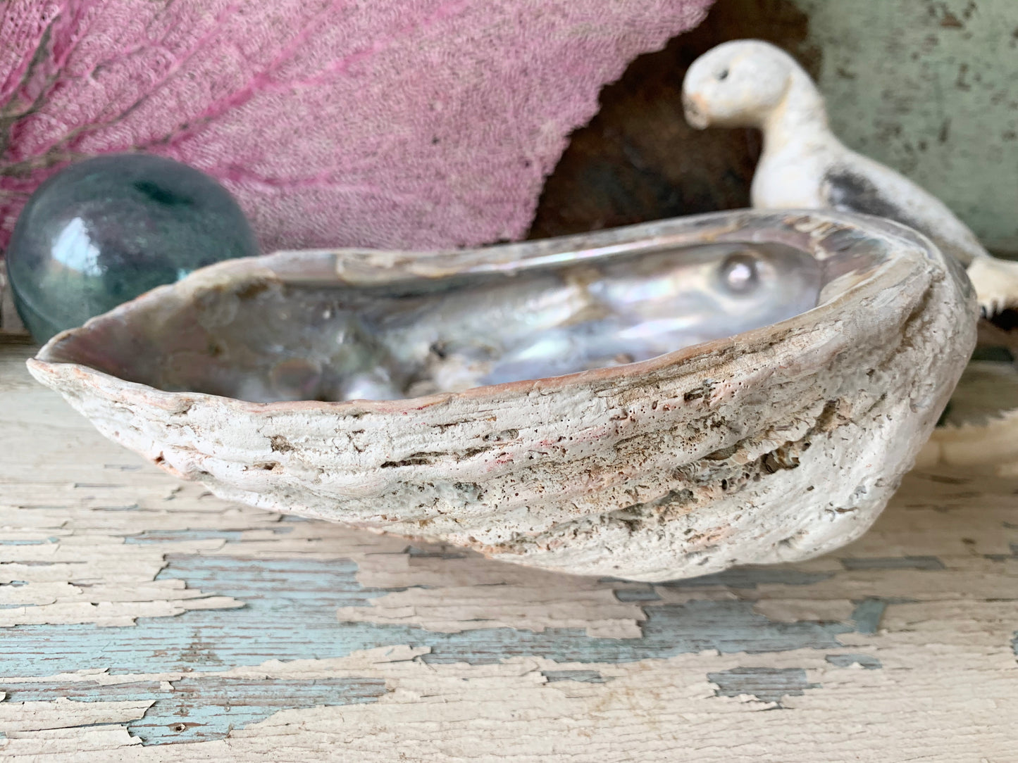 Real abalone shell large seashell specimen dish