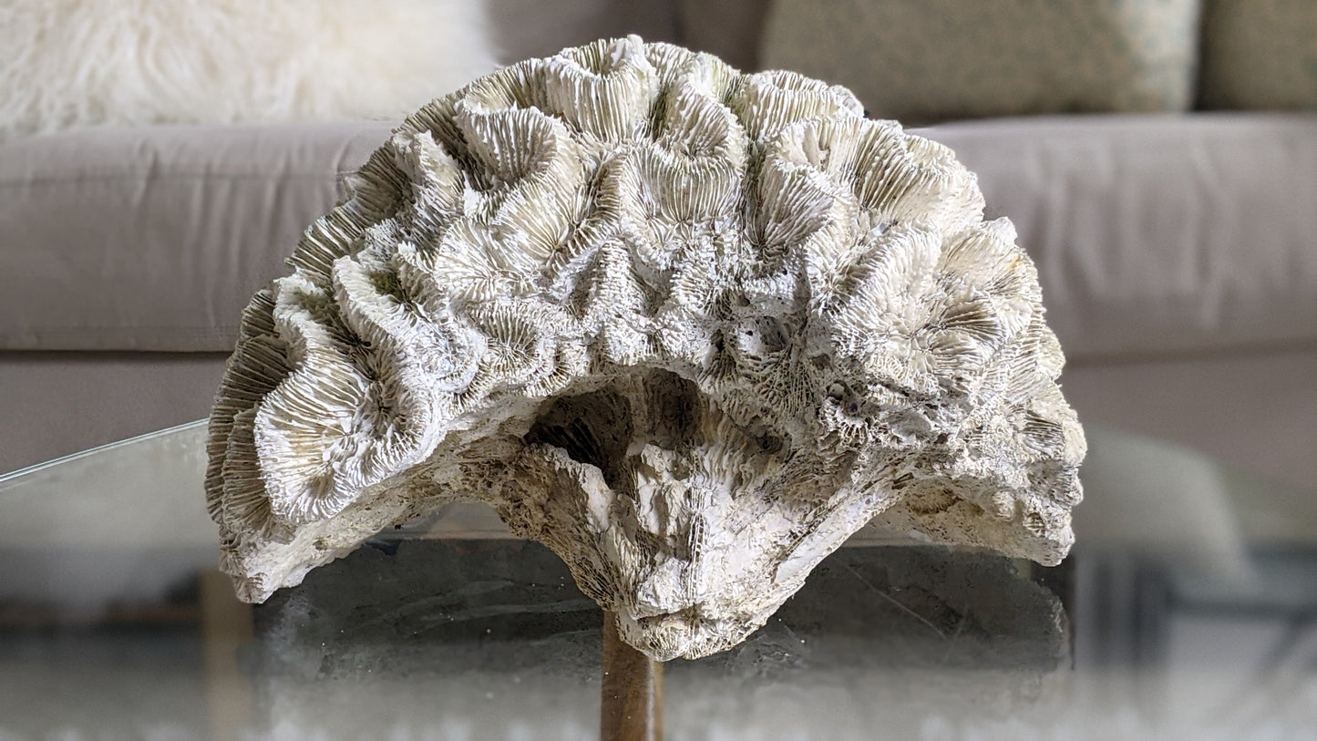 Extra large real coral specimen