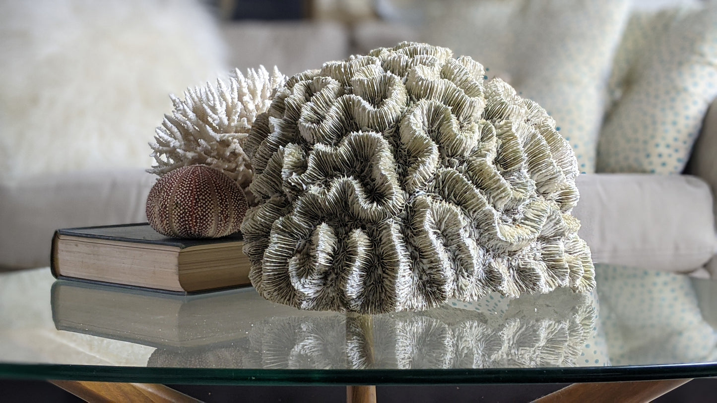 Extra large real coral specimen