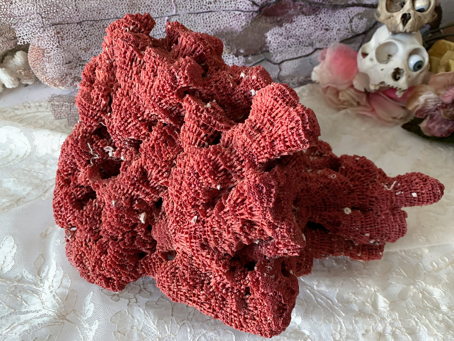 Real coral shell large red pipe seashell nature specimen