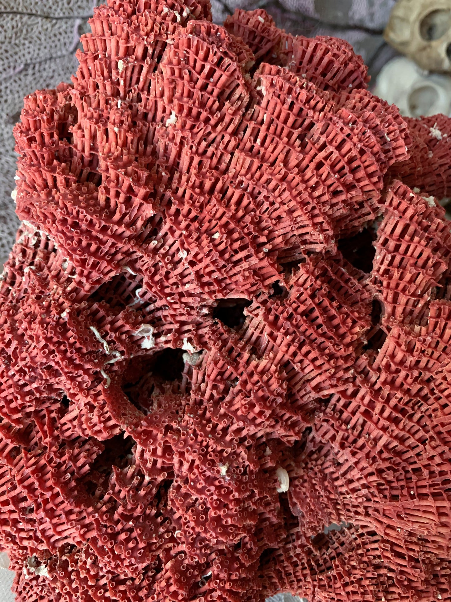 Real coral shell large red pipe seashell nature specimen