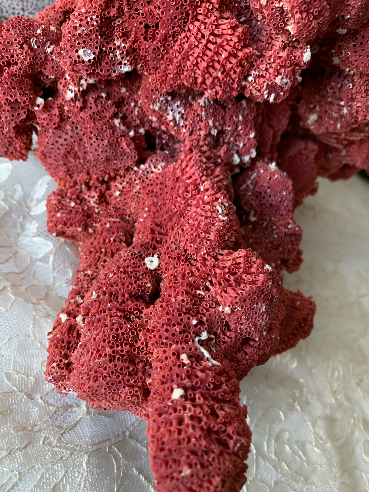 Real coral shell large red pipe seashell nature specimen
