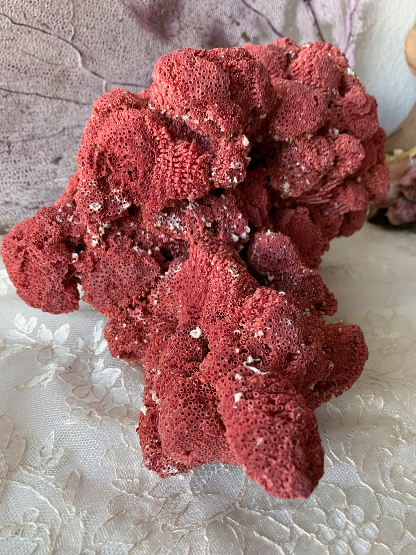 Real coral shell large red pipe seashell nature specimen
