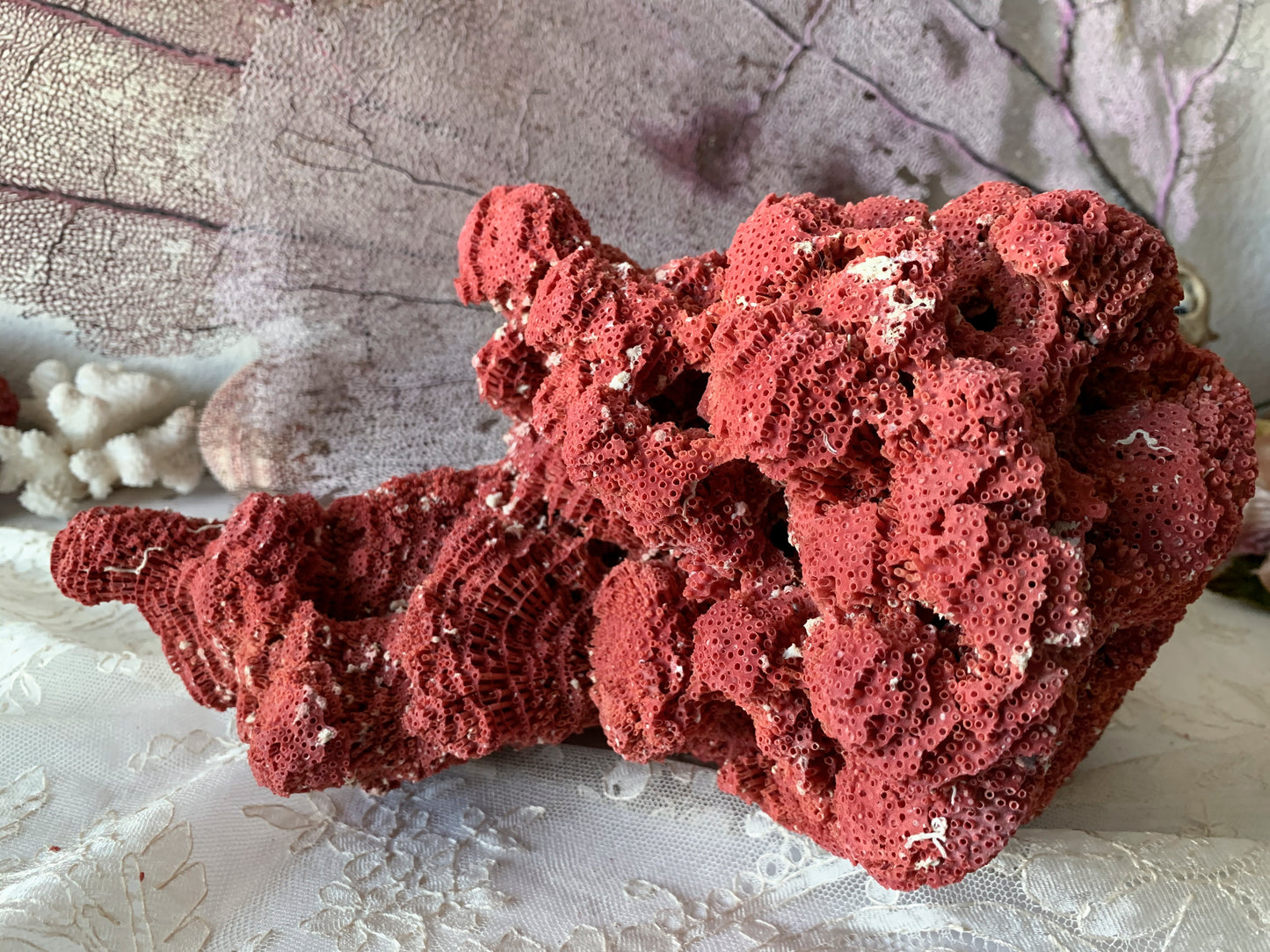 Real coral shell large red pipe seashell nature specimen