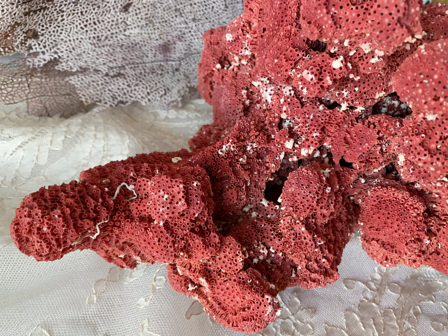 Real coral shell large red pipe seashell nature specimen