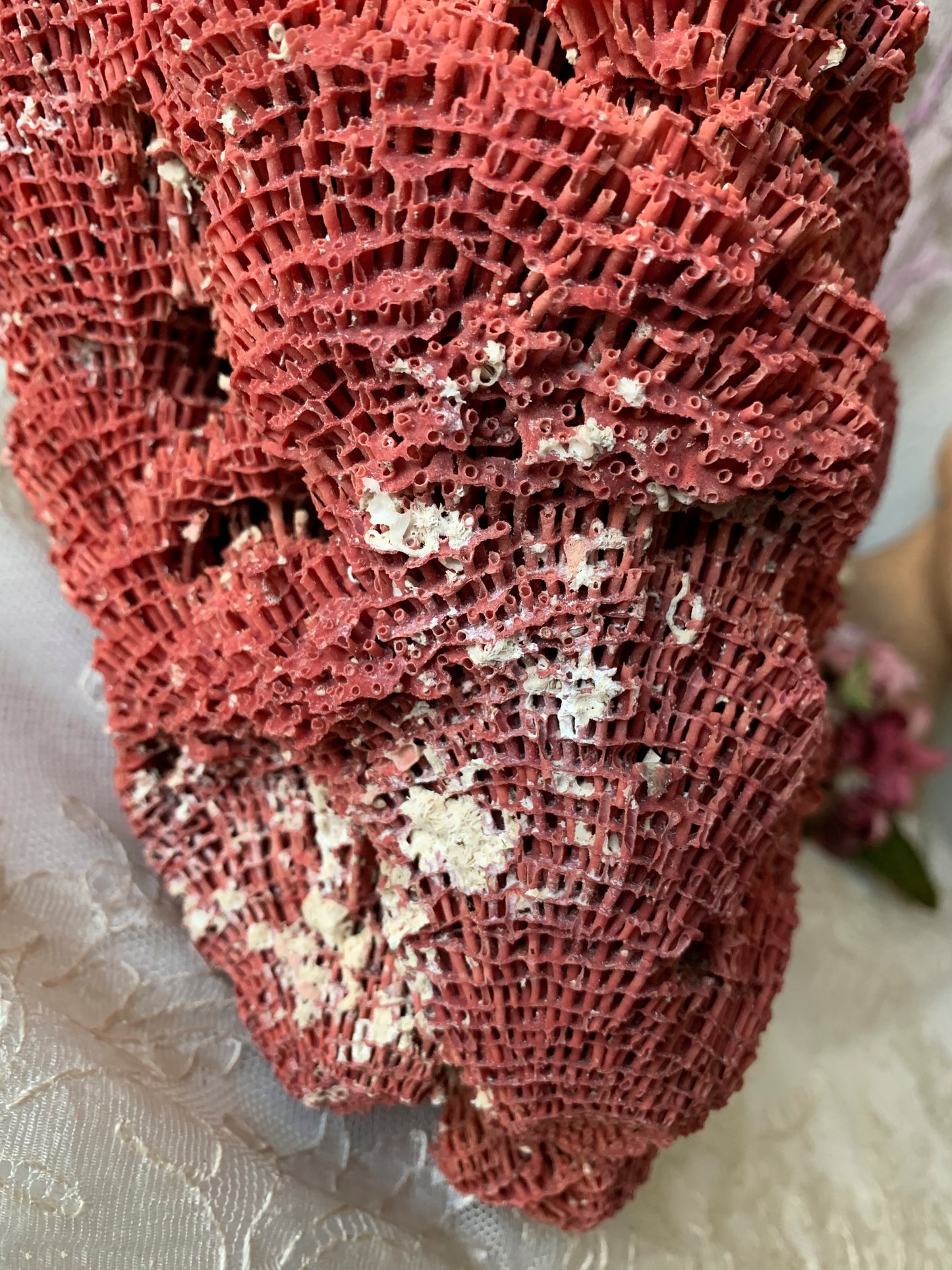 Real coral shell large red pipe seashell nature specimen