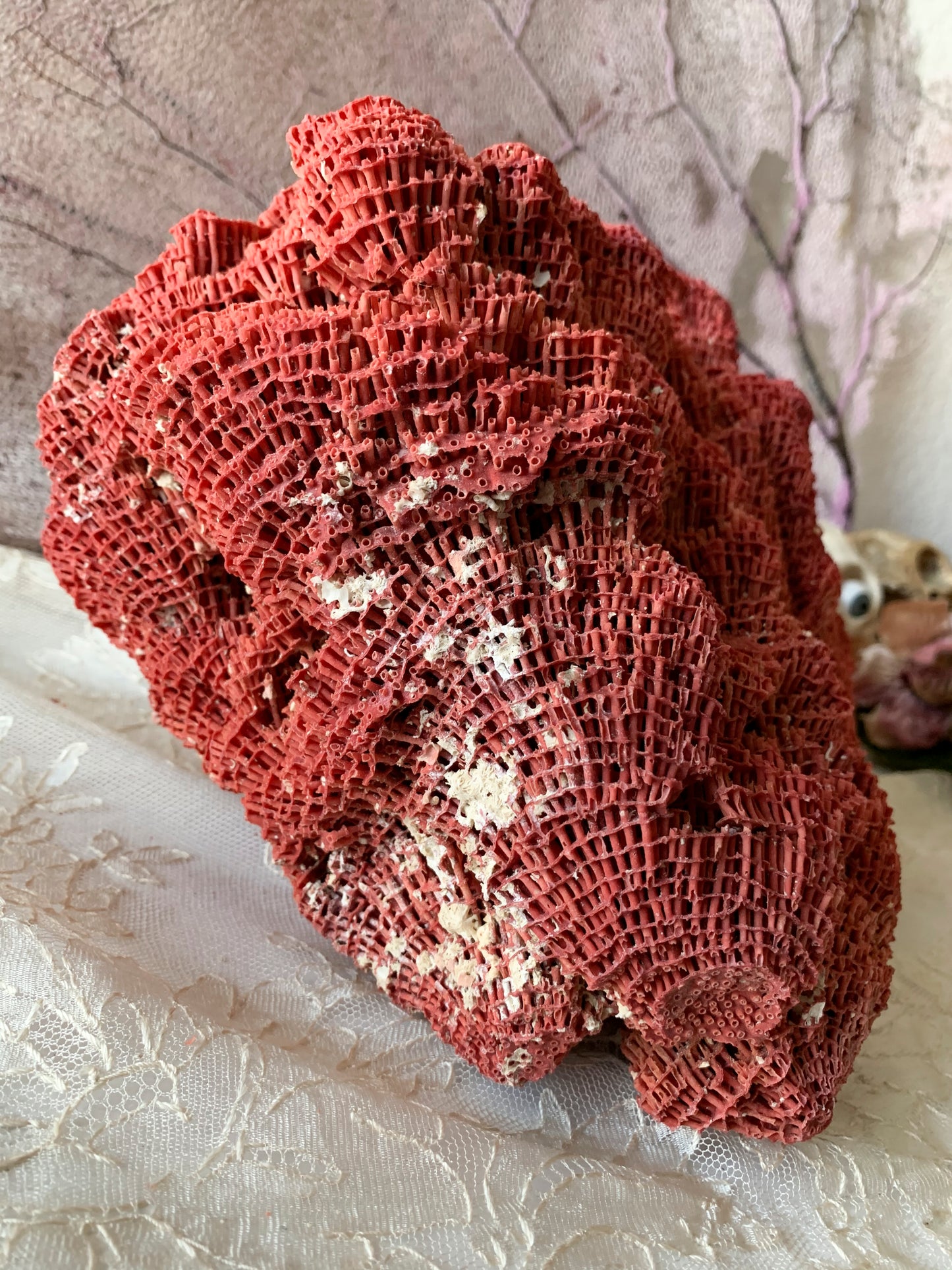 Real coral shell large red pipe seashell nature specimen
