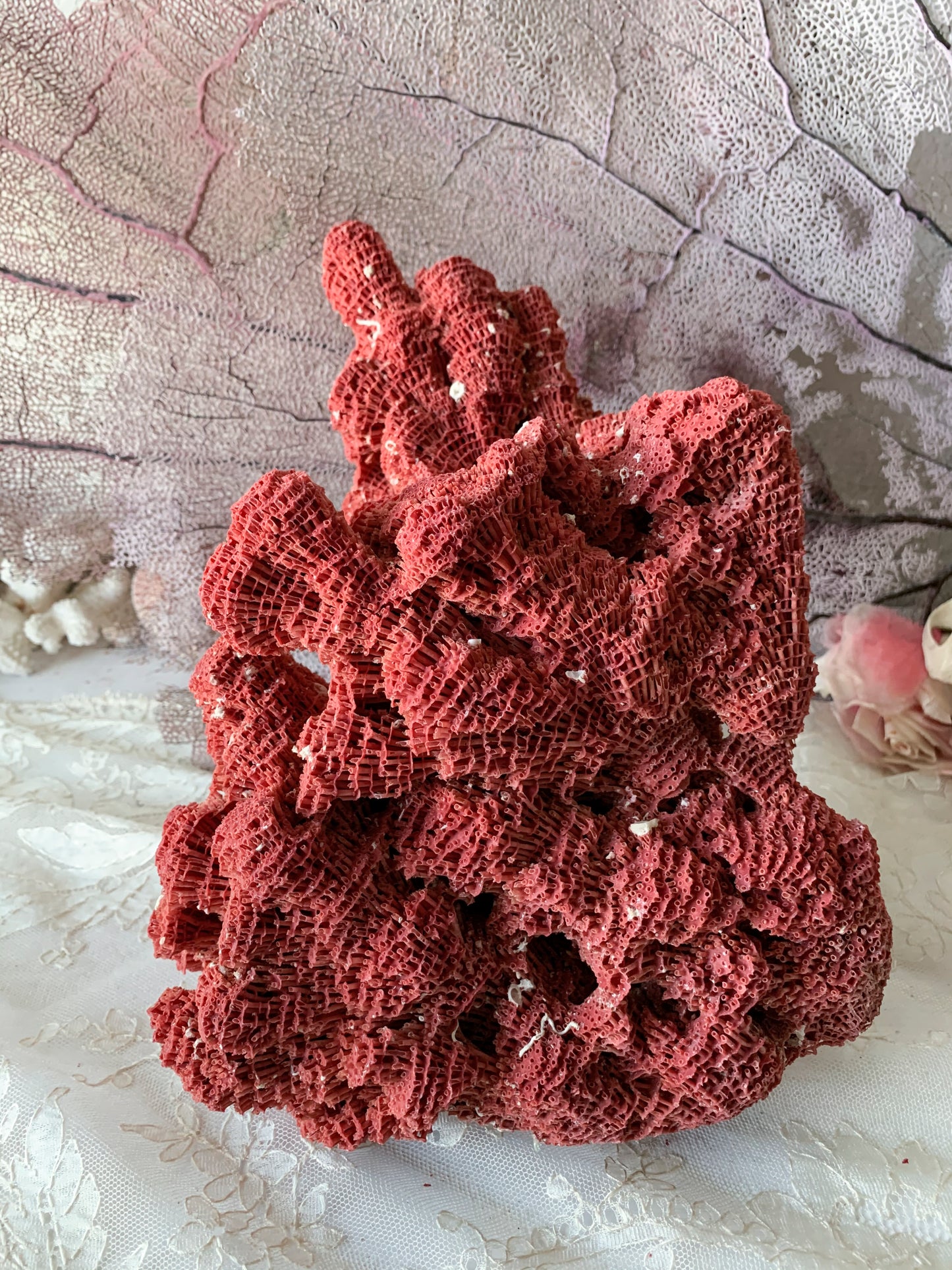 Real coral shell large red pipe seashell nature specimen
