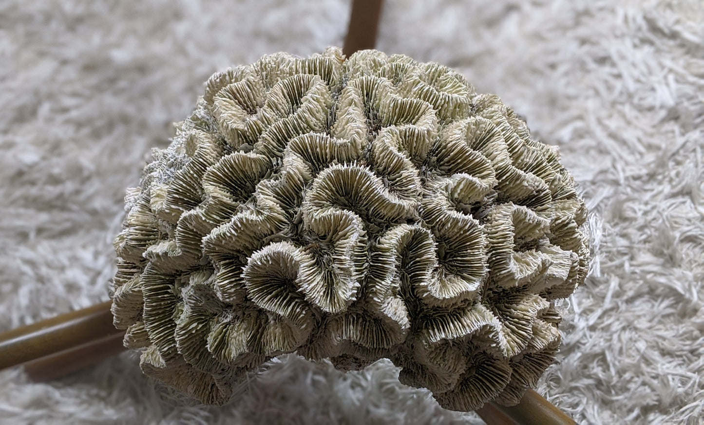 Extra large real coral specimen