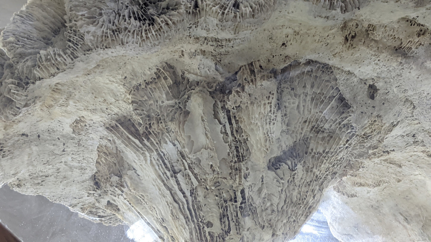 Extra large real coral specimen