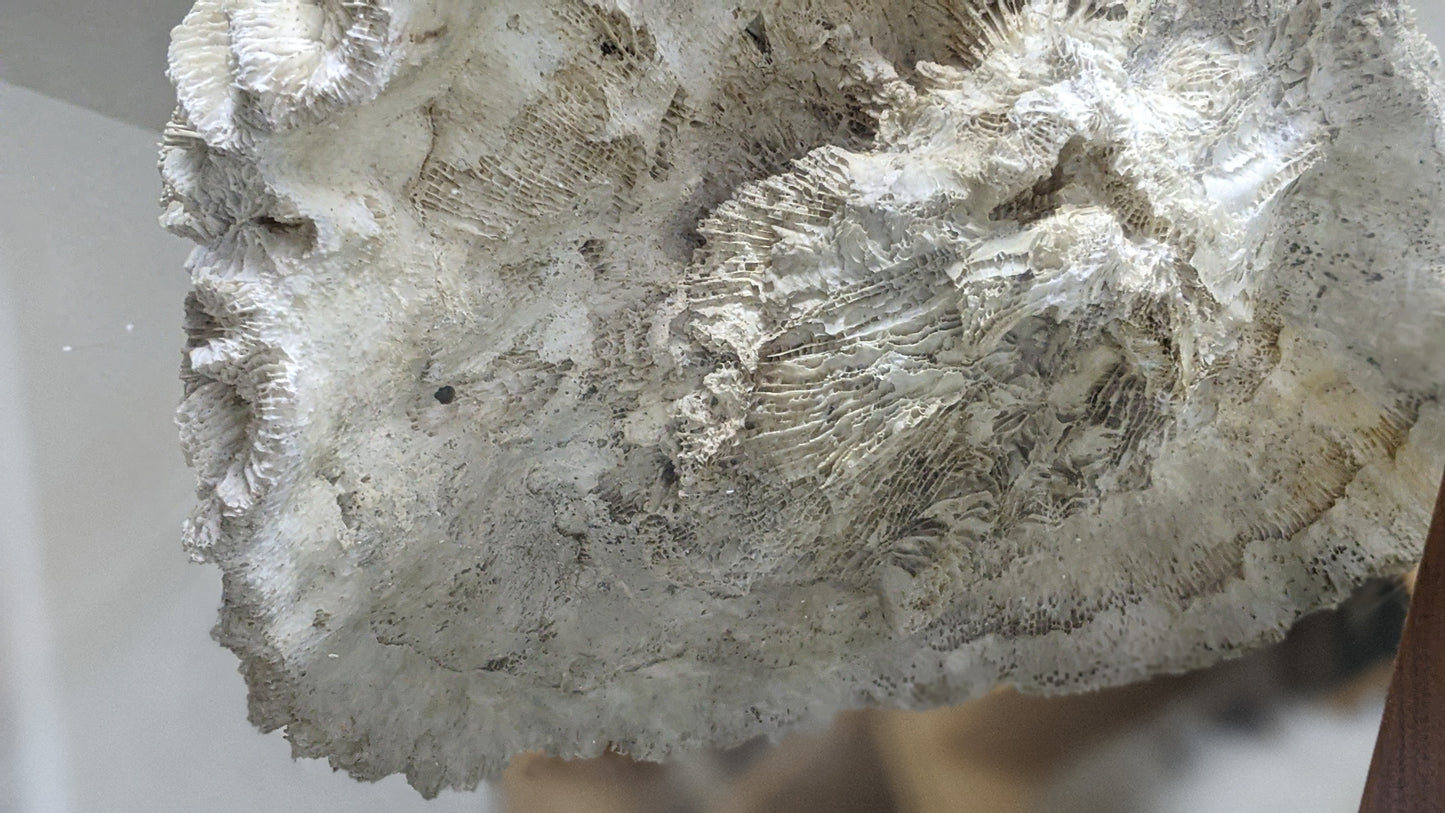 Extra large real coral specimen